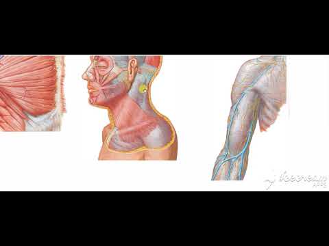 Pectoral region fascia 3