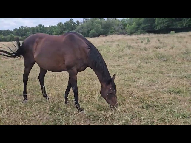 Poulini&egrave;re Pur-sang 16 ans 