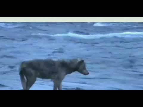 Lip Fisher Wolf BF 7/4/2020