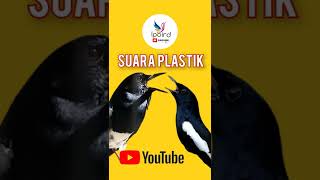 Download lagu Pancingan suara plastik burung Kacer murai agar gacor mp3