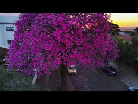 Ipê rosa 🩷 Cafelândia-pr
