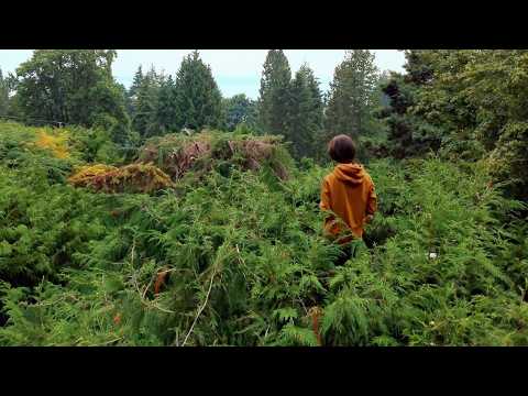 I Found a Hidden Tree Fortress in my Backyard!