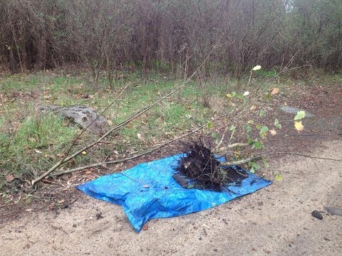 download lagu mp3 mp4 How To Dig Up A Tree For Bonsai, download lagu How To Dig Up A Tree For Bonsai gratis, unduh video klip How To Dig Up A Tree For Bonsai