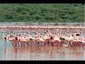 Lesser Flamingos