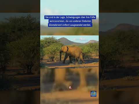 Wusstest du schon?#62 Elefanten hören durch ihre Füße – Unglaubliche Fähigkeit!