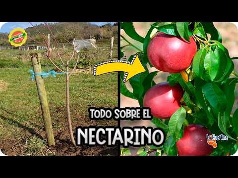 Toni's Nectarine Secrets: Planting & Growing Guide