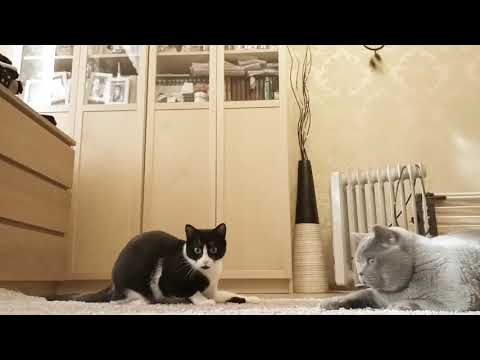 looking for something