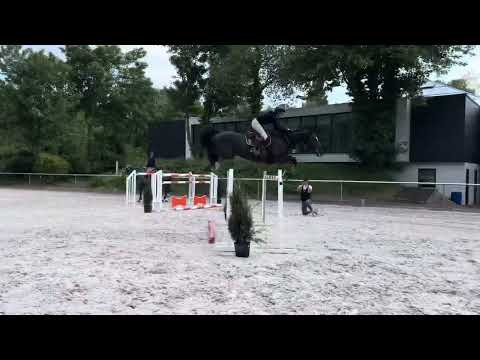 9yo Mare - Diamant de Semilly - 150/160 training