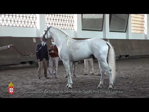 210424 5 Mafarrico - Aprovação de Garanhões