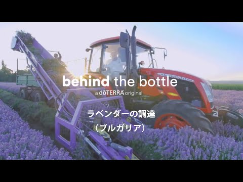 インドライラックは霜を恐れますか？フランスのどこでも栽培できるのでしょうか？  庭園