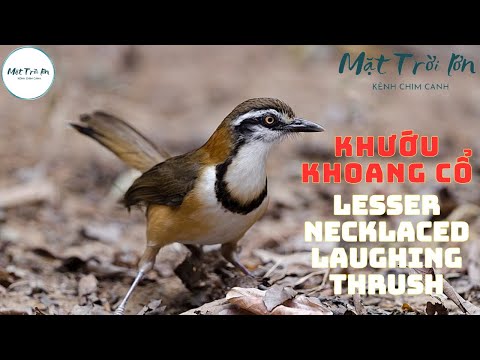 Timáliovec goliernatý (Garrulax monileger) — video o speve a chove