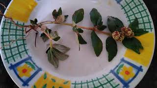 Veja os benefícios da erva de santa Luzia o que ela pode fazer para saúde