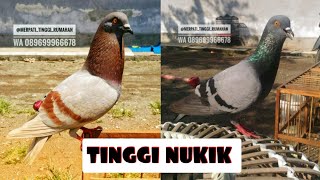 Download lagu TINGGI NUKIK 😱 MERPATI RUMAHAN CILACAP mp3