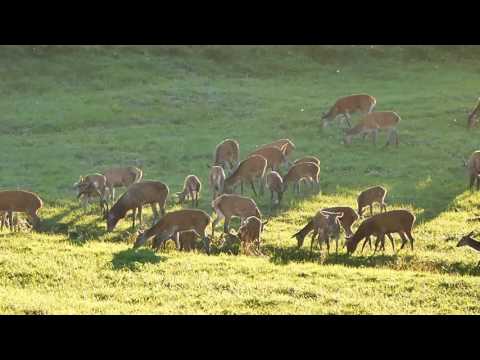 Faszinierende Hirschbrunft in Pommern! Fascinating rut in Pomerania!