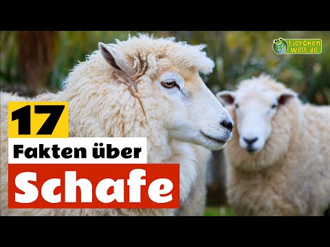 17 Steckbrief-Fakten über das Schaf - Doku-Wissen über Tiere - für Kinder