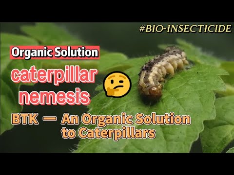 Bacillus Thuringiensis Subsp. Kurstaki , BTK, Bio Insecticides, Biopesticides, Biological Pesticides