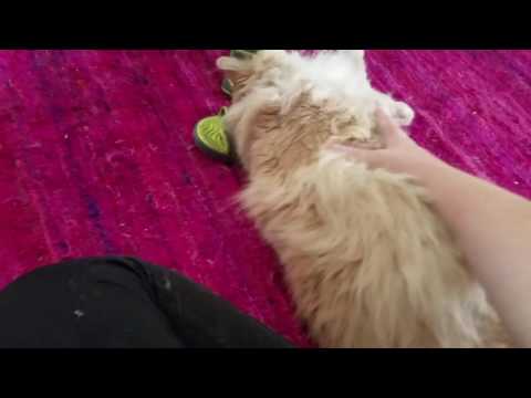 Another cat shaking it's leg video