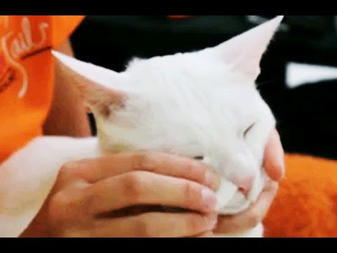 download lagu mp3 mp4 Cheap Pet Boarding Dubai, download lagu Cheap Pet Boarding Dubai gratis, unduh video klip Cheap Pet Boarding Dubai