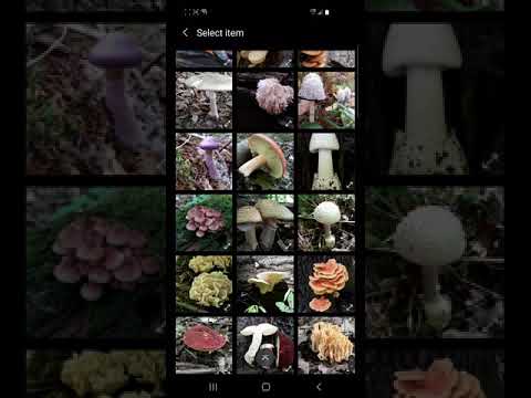 Forager's Journal
