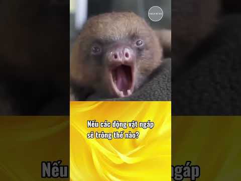 Nó ngáp làm mình ngáp theo #xuhướng #reviewvui #tintuc #foryou #giaitri #animals