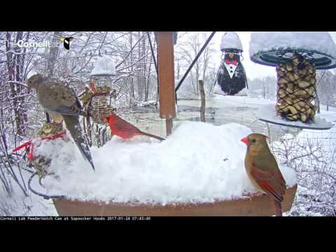 Winter Wonderland on the Cornell Lab FeederWatch Cam – Jan. 24, 2017
