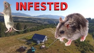 Mouse Proofing Jerrys Cabin - The 20 Year Battle