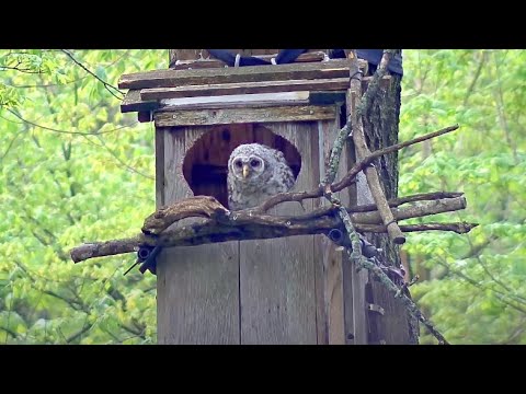 Barred Owl Chick Rises To Entrance After Female Leaves The Nest Box – April 30, 2024