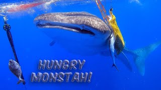 First 3 Drops SCORED BIG with an INSANE Ending - Spearfishing Hawaii