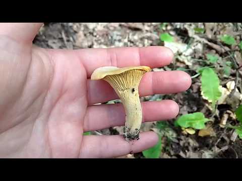 В ЛЕС или как мы КАБАНОВ испугались. Жизнь в деревне.