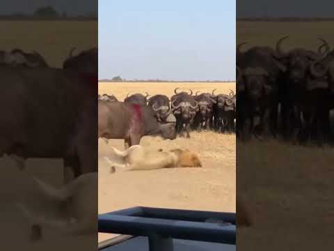 Lion Hunts WRONG Buffalo Herd - EPIC FAIL! 😱 대실패 😱 大失敗 #viral #wildliferescue #buffalo