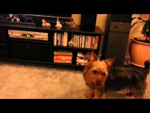 Ty the Silky Terrier - Barks at a TV Dog!