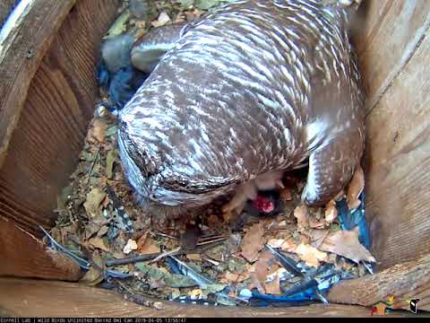 Feeding Time For Owlets On WBU Barred Owl Cam – April 5, 2019