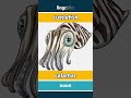 cuttlefish - calamar video thumbnail