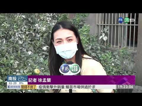 久旱不雨 台中東勢茂谷柑裂果嚴重