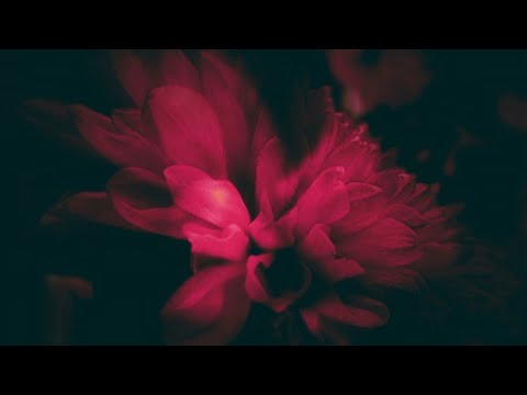 Zubi, anatu - company