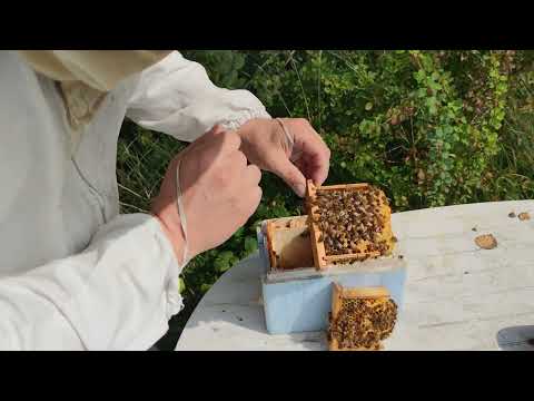 27/8 Så här fungerar en apidea