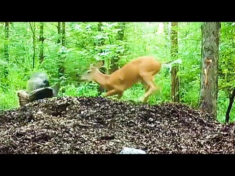 Best of, Wild Turkeys Chasing Deer.
