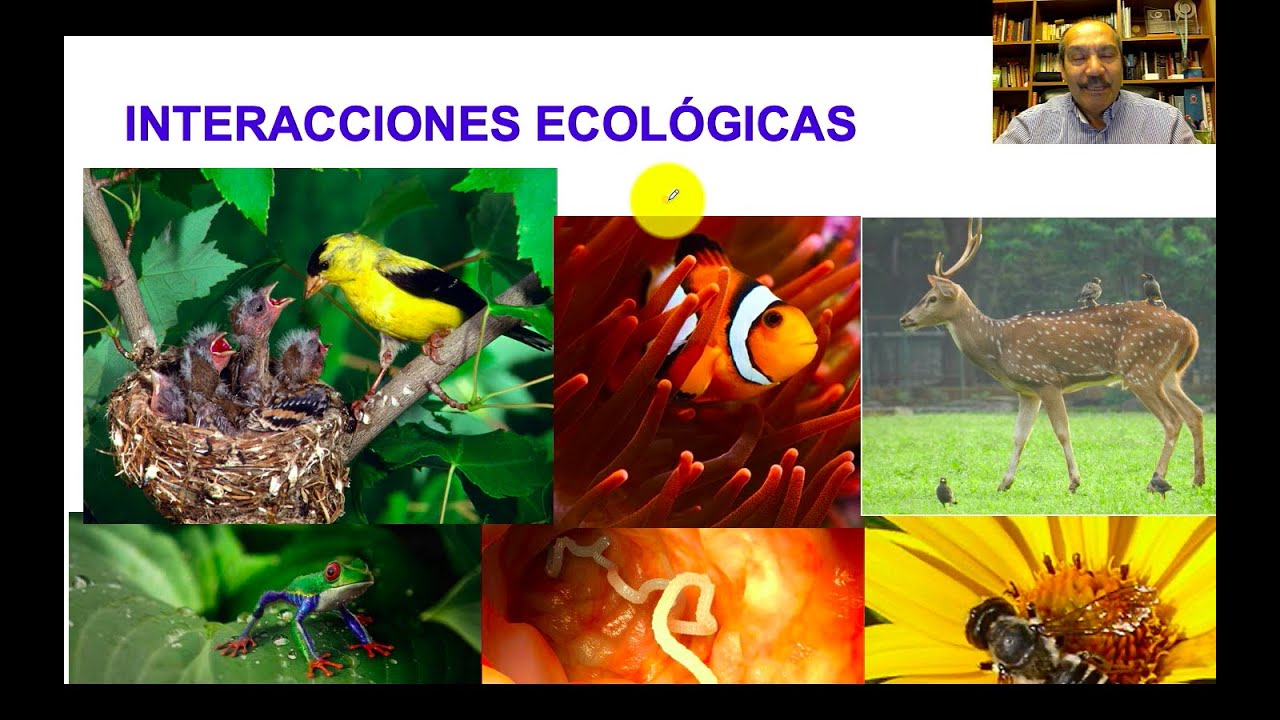 Interacciones ecológicas