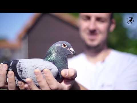 Racing Pigeon : Bart Geerinckx