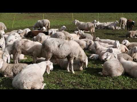 Gregge di Pecore a Cavalese - Loc Fan - Trentino Full HD