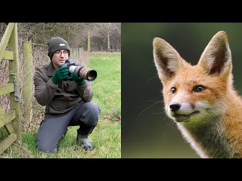 Wildlife Photography Tips and Tricks - How to Get CLOSE to Wildlife