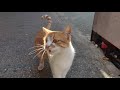 Friendly Orange Tabby Cats Asking For FOOD