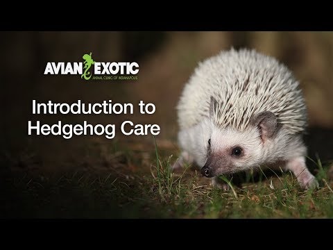 Introduction to Hedgehog Care