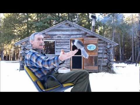 Martin's Old Off Grid Log Cabin #6 The Finnicky Gray Jay