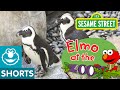 Animal Friends At The Zoo Elmo At The Zoo 5