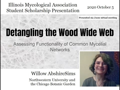Detangling the Wood Wide Web: Assessing Functionality of Common Mycelial Networks