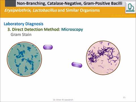 Erysipelothrix rhusiopathiae and Lactobacillus Gram+ Bacilli, Catalase (-)- Version 2