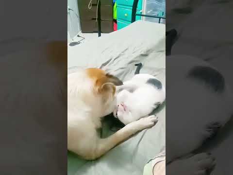 WAlang katapusang harutan🤣buddy&cloud