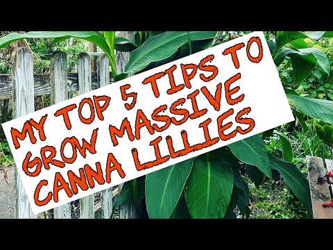 My Top 5 tips---How to grow MASSIVE Canna lilies
