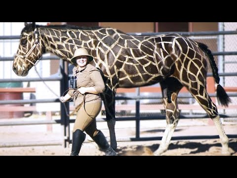 , title : '15 Most Incredible Horse Breeds In The World'